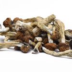 CREEPER MAGIC MUSHROOMS