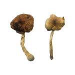 Koh Samui Magic Mushrooms