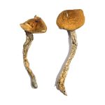 Buy Big Mex Magic Mushrooms