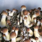 Buy Penis Envy Mushroom Online